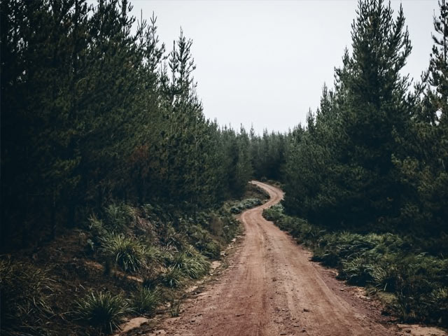Gjørmete vei i skogen